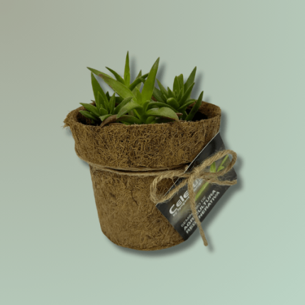 Kit 08 Mix suculentas coco